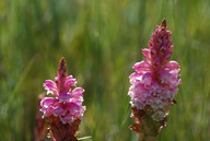 Satyrium carneum 