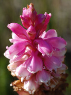 Satyrium carneum 