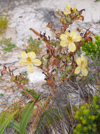 Wachendorfia paniculata