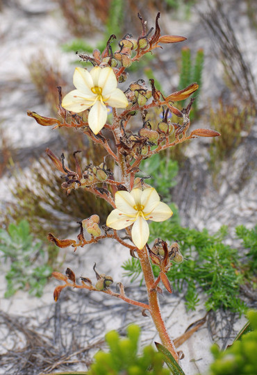 Wachendorfia paniculata