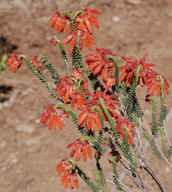 Erica cerinthoides