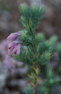 Erica sp.