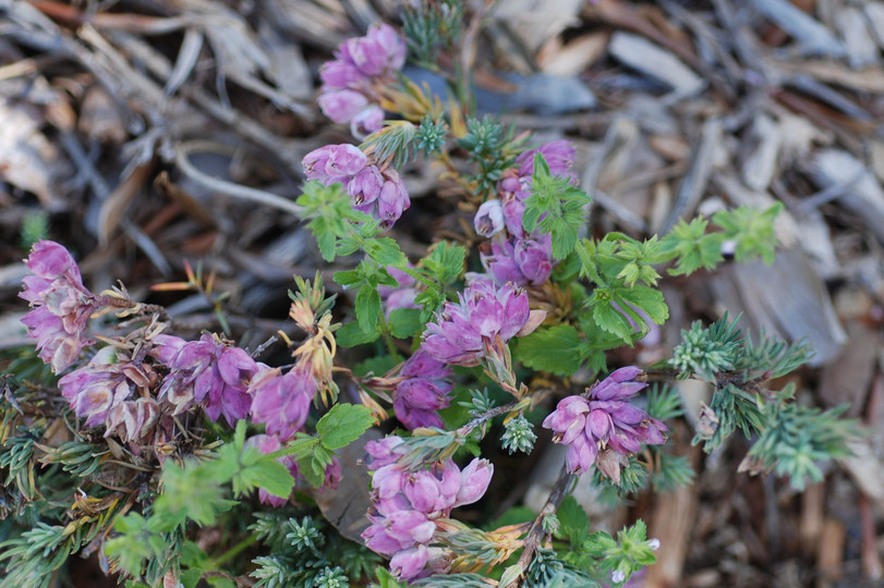 Erica sp.