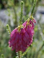 Erica mammosa