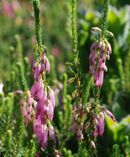 Erica mammosa