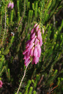 Erica mammosa