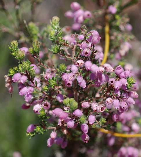 Erica urticifolia