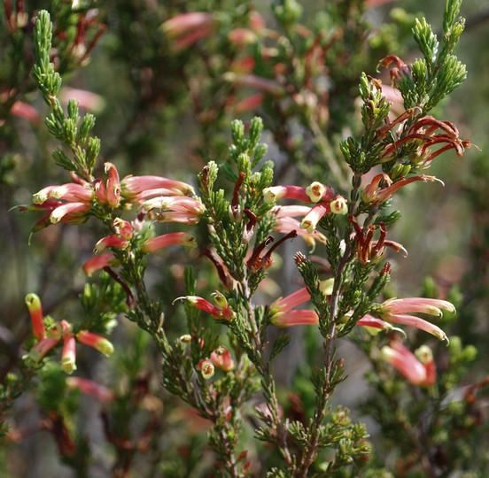 Erica versicolor