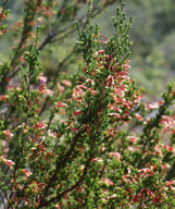 Erica versicolor