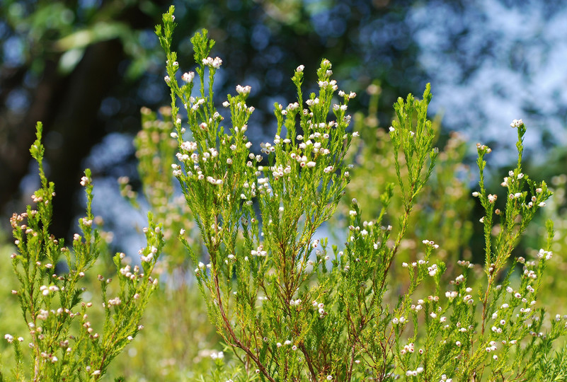 Erica clavicephala