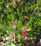 Erica unicolor 