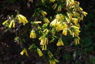 Erica verticillata