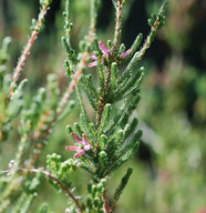 Erica sp.