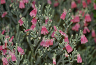 Erica striginifolia