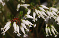 Erica sp.