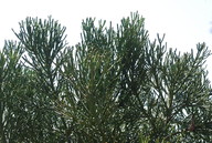 Euphorbia sp.2