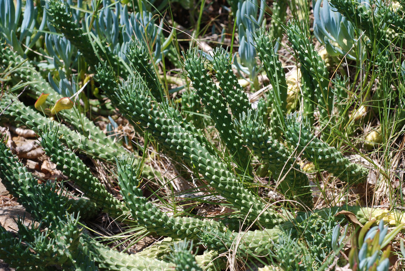 Euphorbia caput-medusae