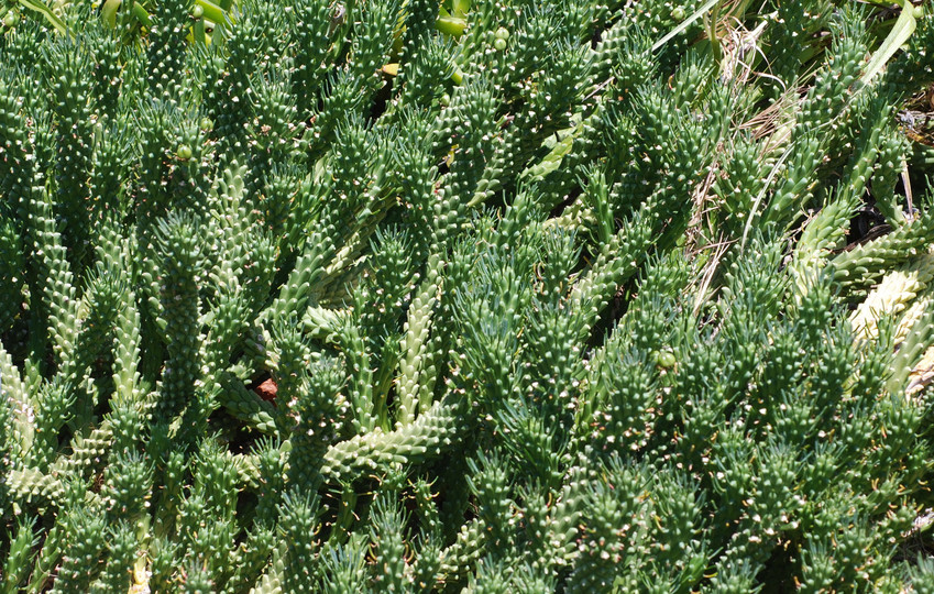 Euphorbia caput-medusae