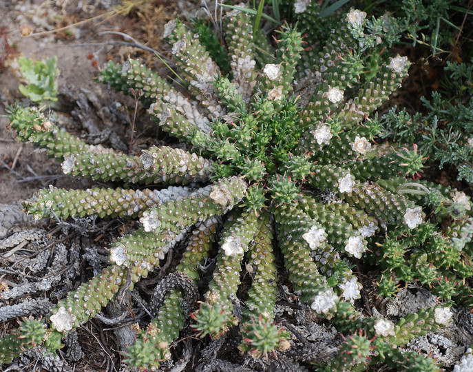 Euphorbia caput-medusae