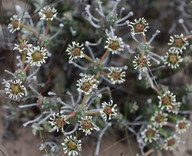 Euphorbia caput-medusae