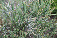 Euphorbia sp.1
