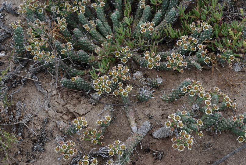 Euphorbia caput-medusae