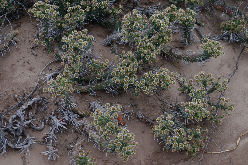 Euphorbia caput-medusae