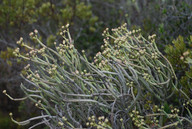 Euphorbia mauretanica