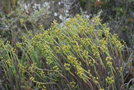 Euphorbia mauretanica