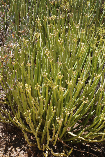 Euphorbia sp.3