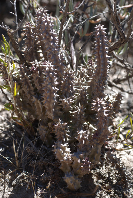 Euphorbia sp.5
