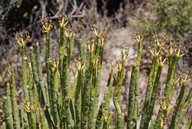 Euphorbia sp.4