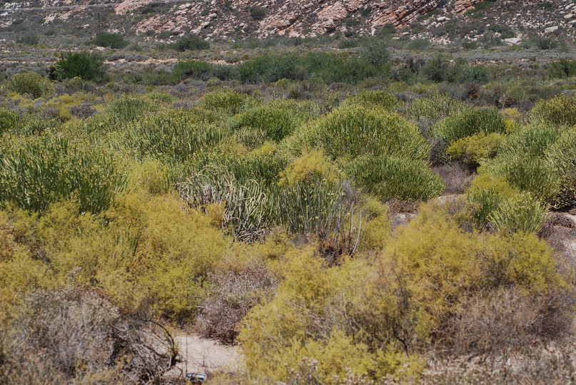 Euphorbia sp.3