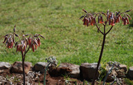 Cotyledon orbiculata