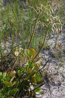 Cotyledon orbiculata