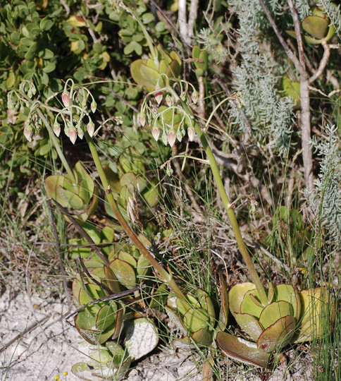 Cotyledon orbiculata