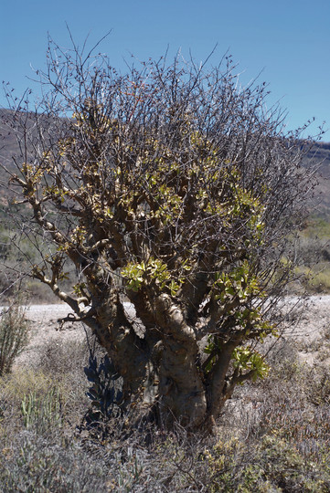 Tylecodon paniculatus??