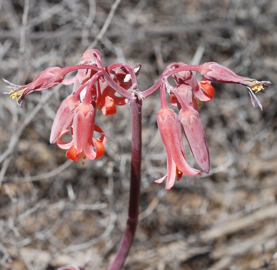 Cotyledon orbiculata