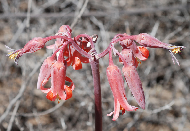 Cotyledon orbiculata