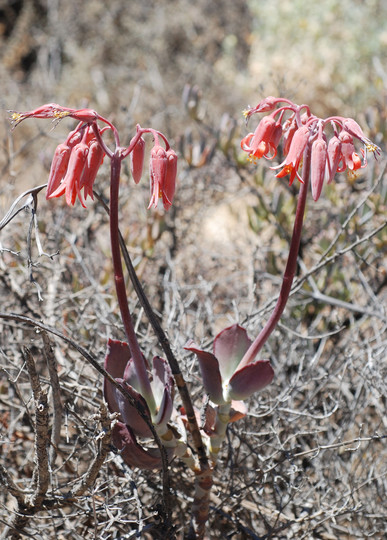 Cotyledon orbiculata