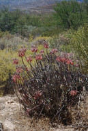 Cotyledon orbiculata