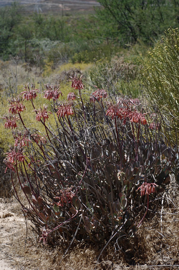 Cotyledon orbiculata