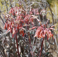 Cotyledon orbiculata