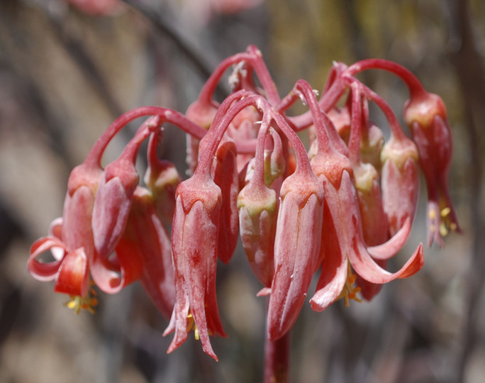 Cotyledon orbiculata