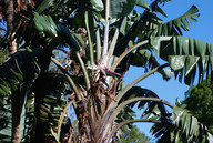 Strelitzia nicolai