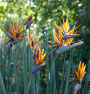 Strelitzia reginae