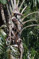 Strelitzia caudata