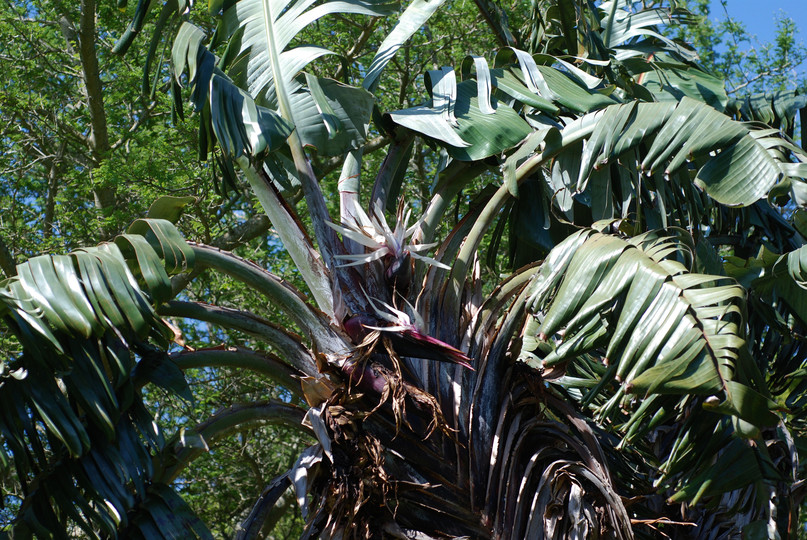 Strelitzia caudata