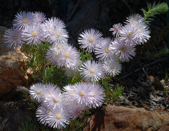 Delosperma sp.
