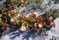 Mesembryanthemum alatum